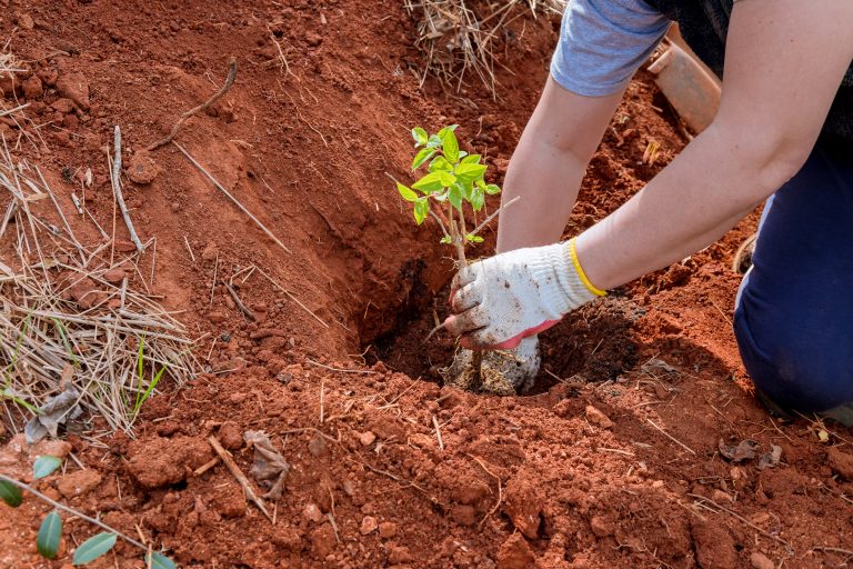 A gardener woman is planting flowers in the soil of her garden with her hands