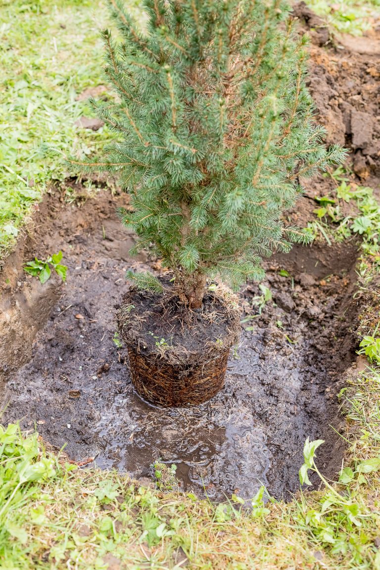 Digging out, Gardener replanting small coniferous tree, root system, seasonal work. summer garden.transplanting plant
