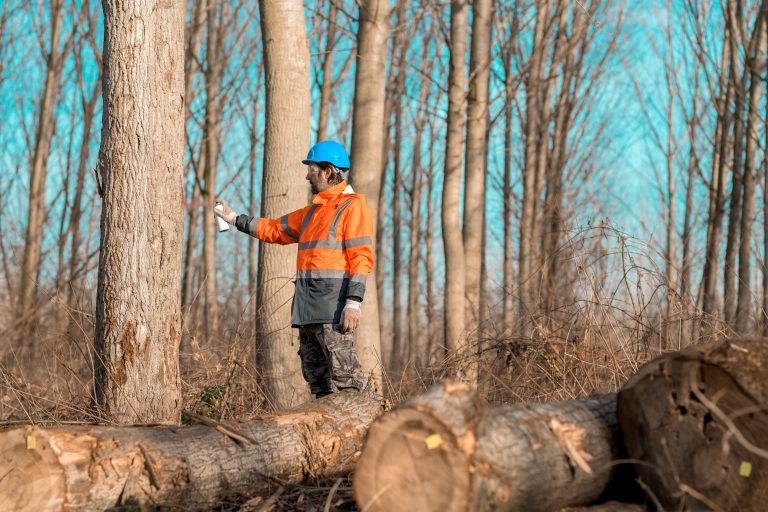 Forestry technician marking tree trunk for cutting in deforestat