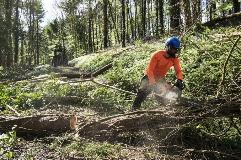 United Kingdom ,Man wearing bright orange top clearing part of forest. Cutting tree trunk with chain saw